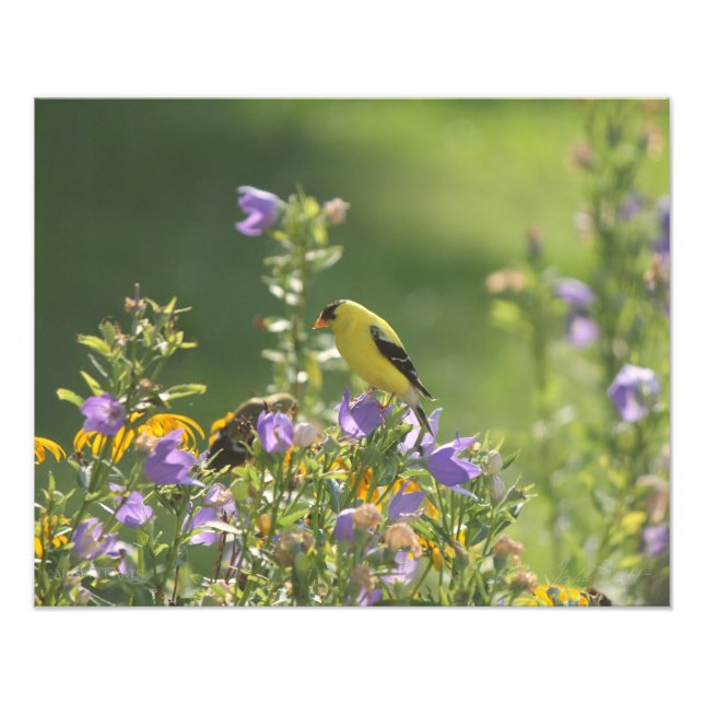 Foto Goldfinch em uma Flor Harebell (Frente)