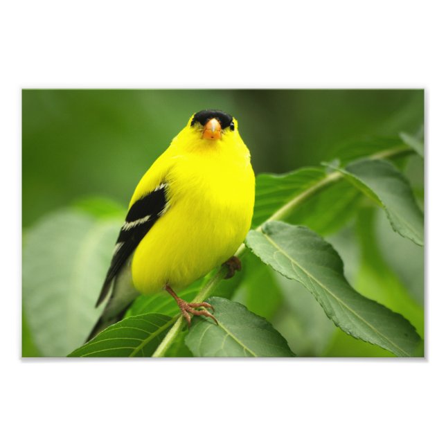 Foto Goldfinch Photo Print (Frente)
