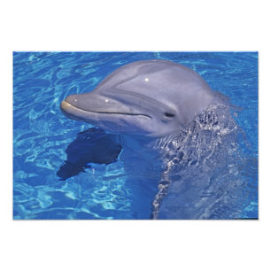 Foto Golfinho Estrangulado, Tursiops Truncatus