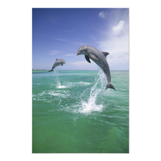 Foto Golfinho-nariz-de-garrafa Tursiops truncatus (Frente)
