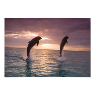 Foto Golfinho-nariz-de-garrafa Tursiops truncatus