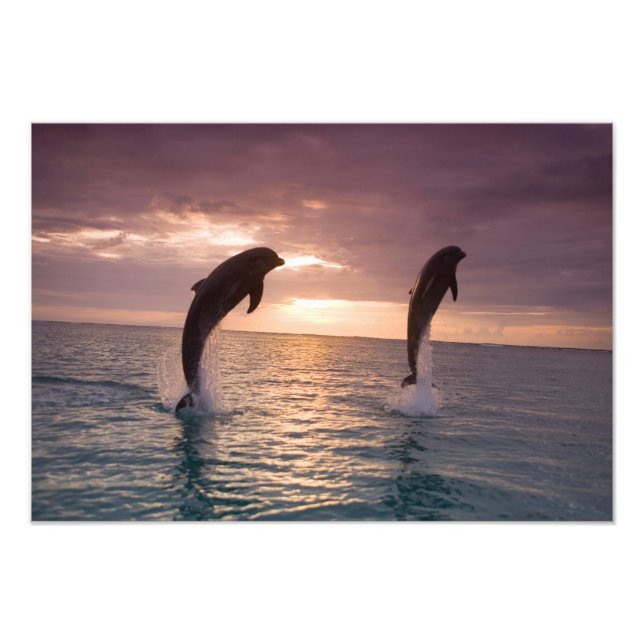 Foto Golfinho-nariz-de-garrafa Tursiops truncatus (Frente)