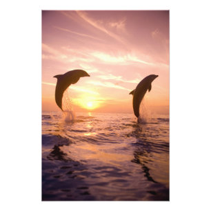 Foto Golfinho-nariz-de-garrafa Tursiops truncatus