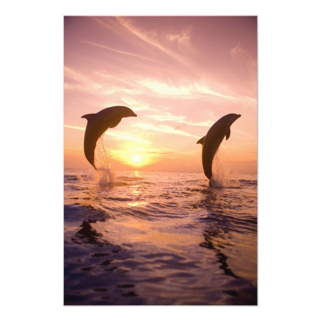 Foto Golfinho-nariz-de-garrafa Tursiops truncatus (Frente)