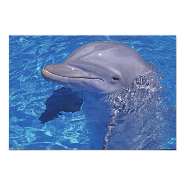 Foto Golfinho-roaz, Tursiops Truncatus (Frente)