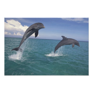 Foto golfinhos-do-caribe, nariz-de-garrafa