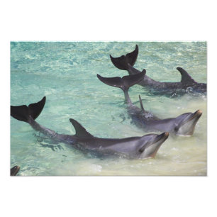 Foto Golfinhos, Sea World, Gold Coast, Queensland,