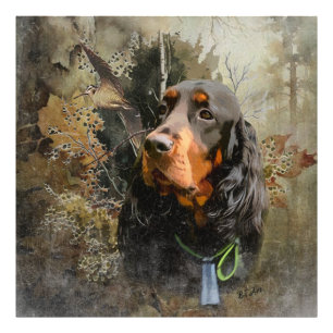 Foto Gordon Setter
