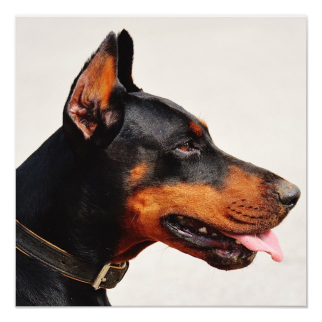 Foto Gorgeous Doberman Pinscher (Frente)