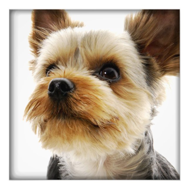Foto Gorgeous Yorkshire Terrier (Frente)
