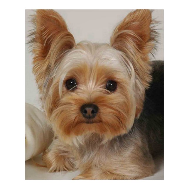 Foto Gorgeous Yorkshire Terrier (Frente)