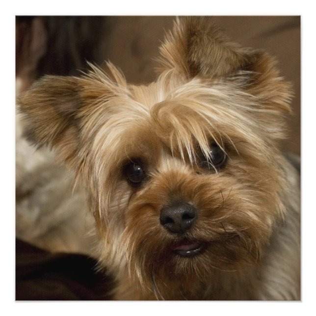 Foto Gorgeous Yorkshire Terrier (Frente)