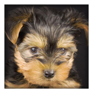 Foto Gorgeous Yorkshire Terrier