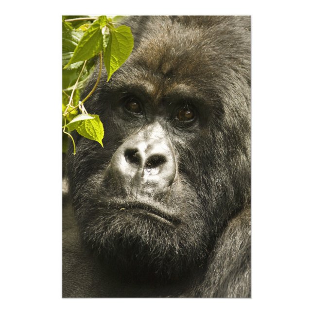 Foto Gorila-da-montanha, Gorilla beringei beringei, (Frente)
