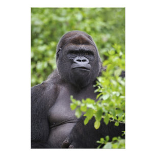 Foto Gorila-da-planície-de-costas-prateadas, Gorilla go