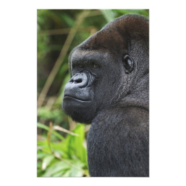 Foto Gorila-de-costas-silverback, Gorila Cativo (Frente)
