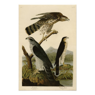Foto Goshawk, Stanley Hawk, os Pássaros da América de A