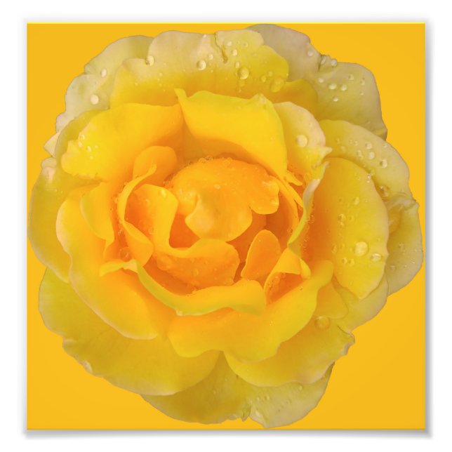 Foto Gotas de Água de Rosa Amarela Romântica (Frente)