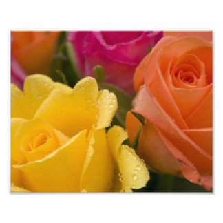 Foto Gotas de chuva em Rosas Amarelas Laranja e Rosa