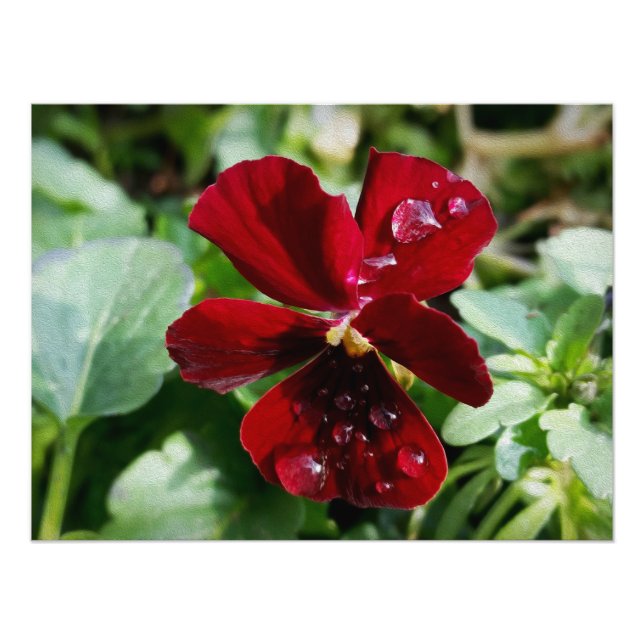 Foto Gotas de chuva no pansor (Frente)