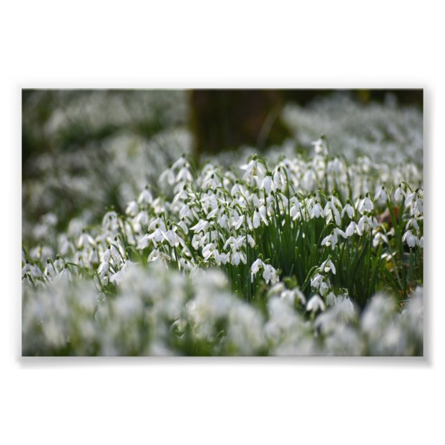 Foto Gotas de neve (Frente)