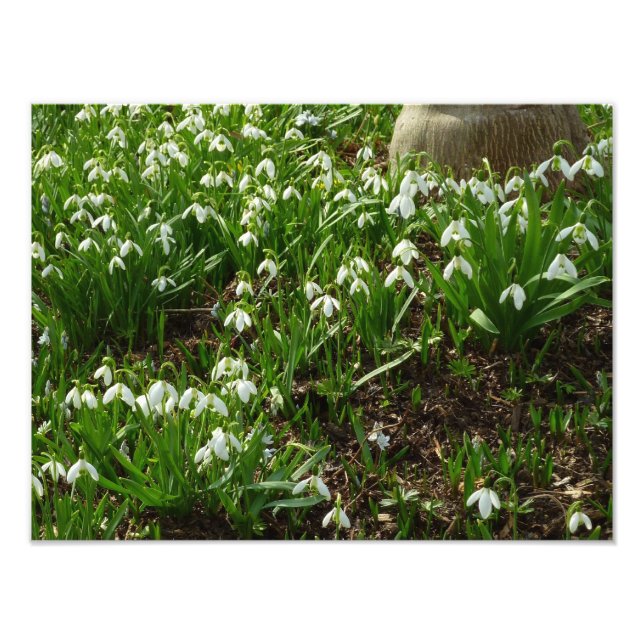 Foto Gotas de neve II (Galanthus) Primavera (Frente)