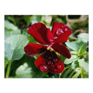 Foto Gotas de pansos