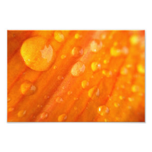 Foto Gotas na flor alaranjada brilhante