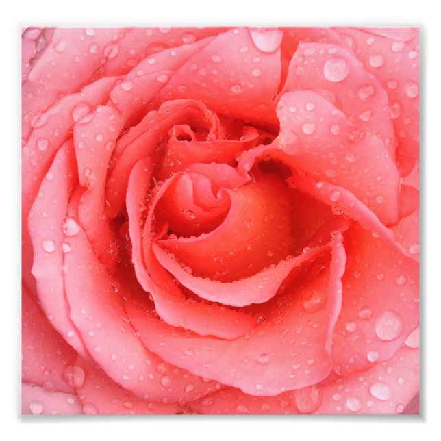 Foto Gotas Românticas De Água Rosa Rosa (Frente)