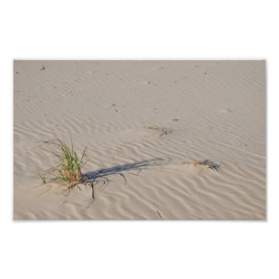 Foto Grama da duna na praia