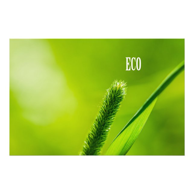 Foto Grama Verde E Sol - Eco (Frente)