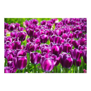 Foto Grande campo de tulipas roxas