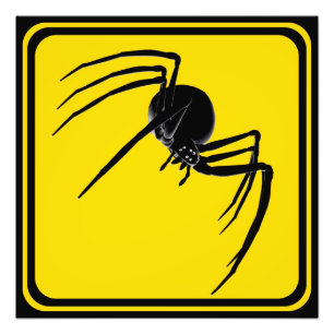 Foto Grande cruzamento da aranha!