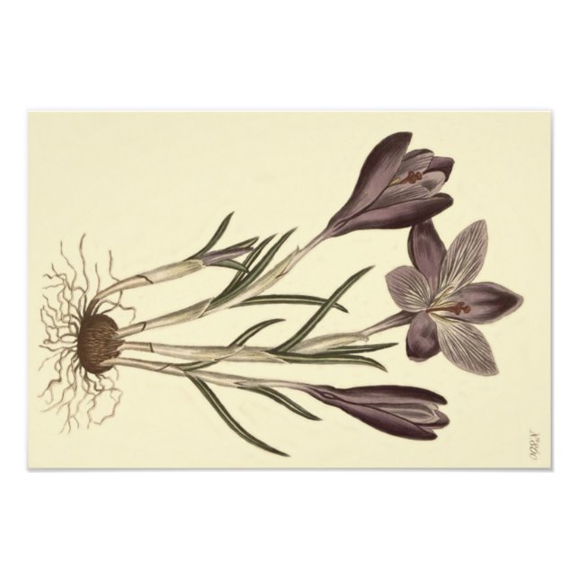 Foto Grande Ilustração Botânica de Crocus de Primavera  (Frente)