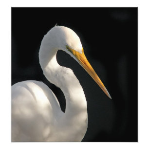 Foto Grande retrato branco do Egret