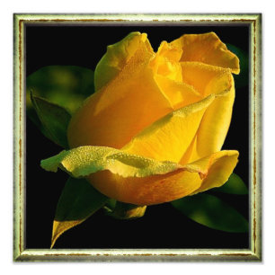 Foto Grande rosa amarelo