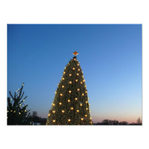 Foto Grandes e Pequenas Árvores de Natal I Holiday Suns