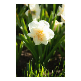 Foto Grandes narcisos brancos em um dia de primavera 