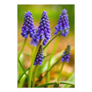 Foto Grape Hyacinths, Ohio