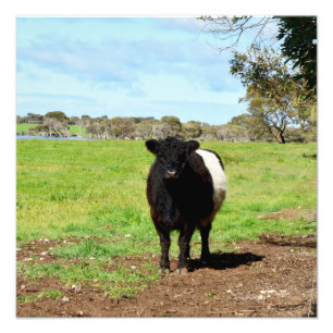 Foto Grávida Abaixo da Vaca Galloway,