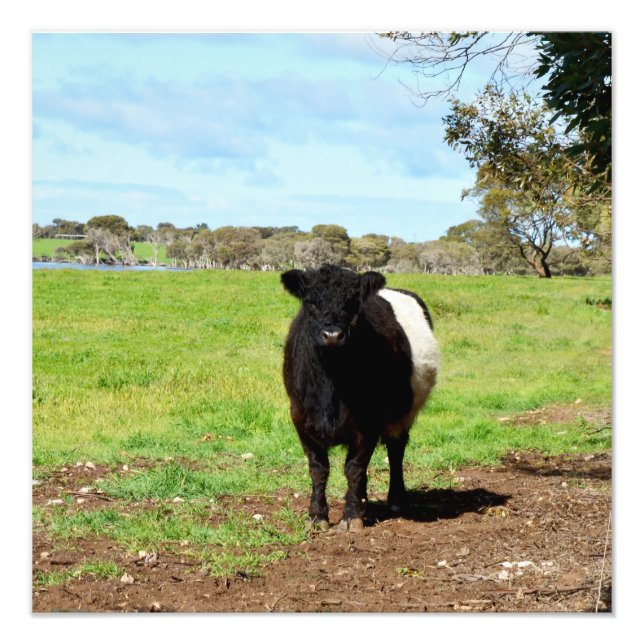 Foto Grávida Abaixo da Vaca Galloway, (Frente)