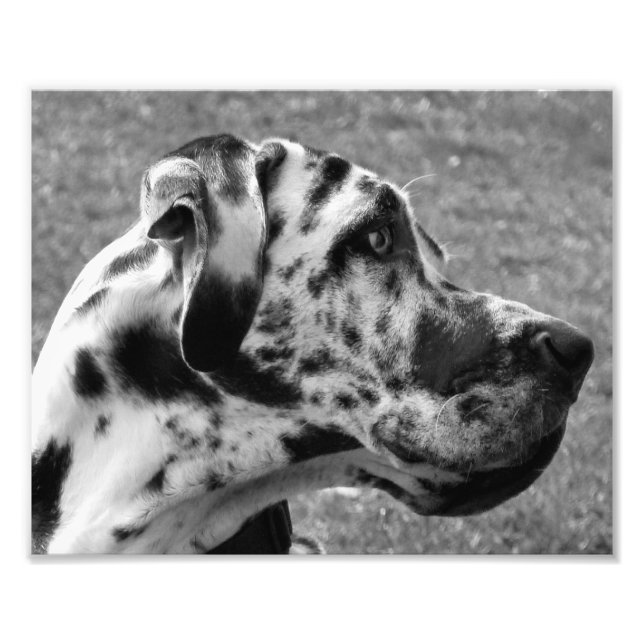 FOTO GREAT DANE (Frente)