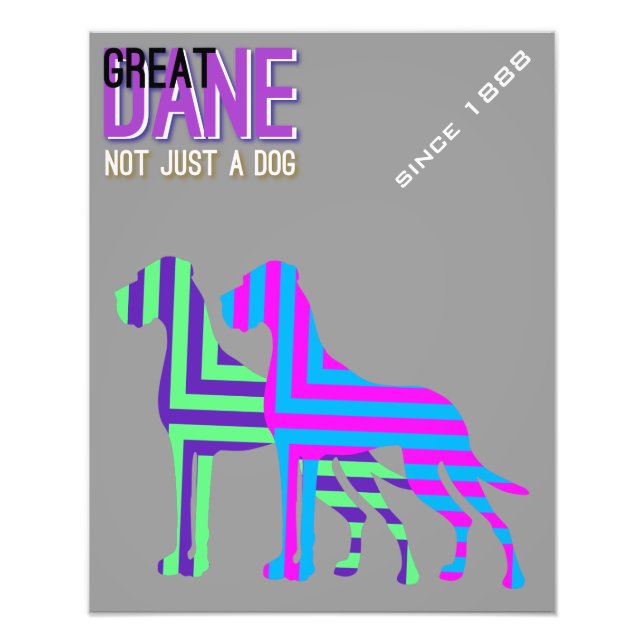 Foto Great Dane Poster (Frente)