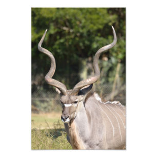 Foto Greater Kudu