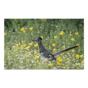 Foto Greater Roadrunner, Geococcyx californianus,