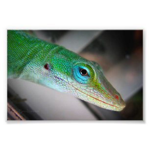 Foto Green Anole Lizard