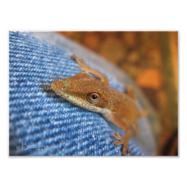 Foto Green Anole Lizard (Frente)