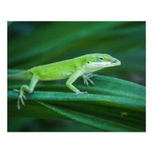 Foto Green Anole Lizard