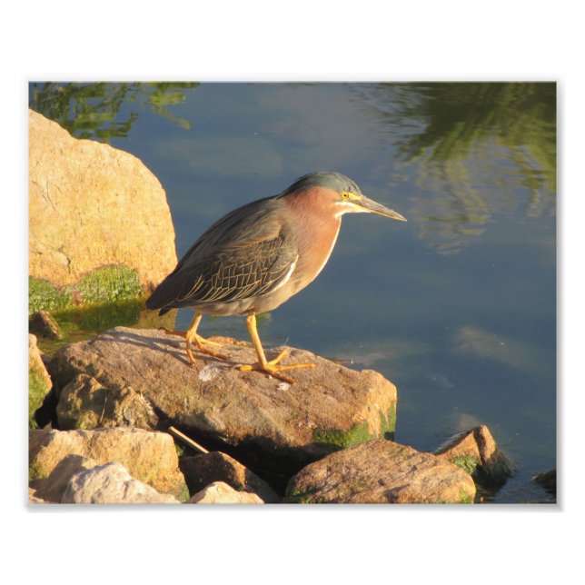 Foto Green Heron (Frente)