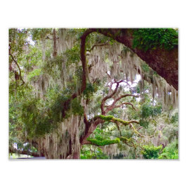 Foto Green Stillness – Mossy Oak in a Tranquil Forest